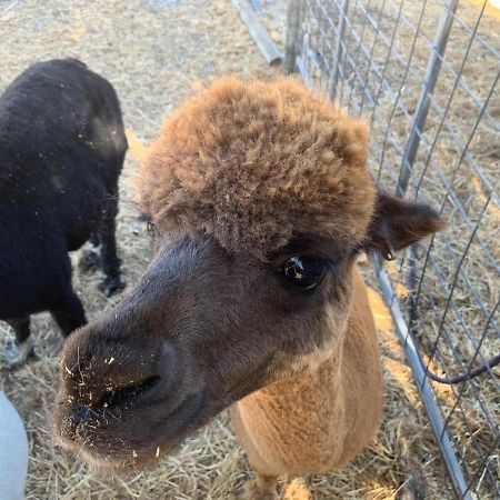 Kerriley Park Farmstay Yelverton Bagian luar foto