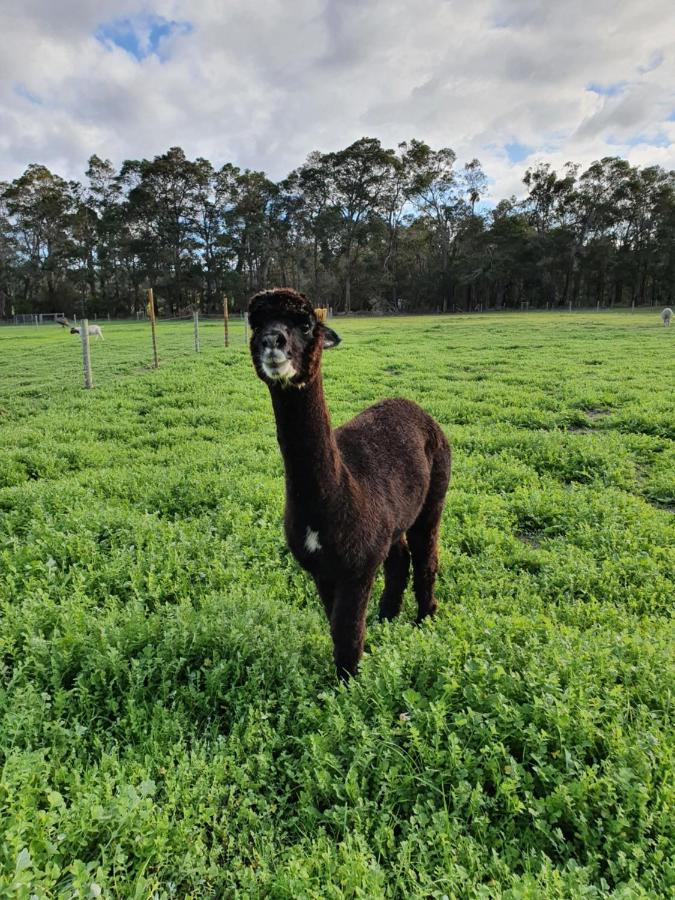 Kerriley Park Farmstay Yelverton Bagian luar foto