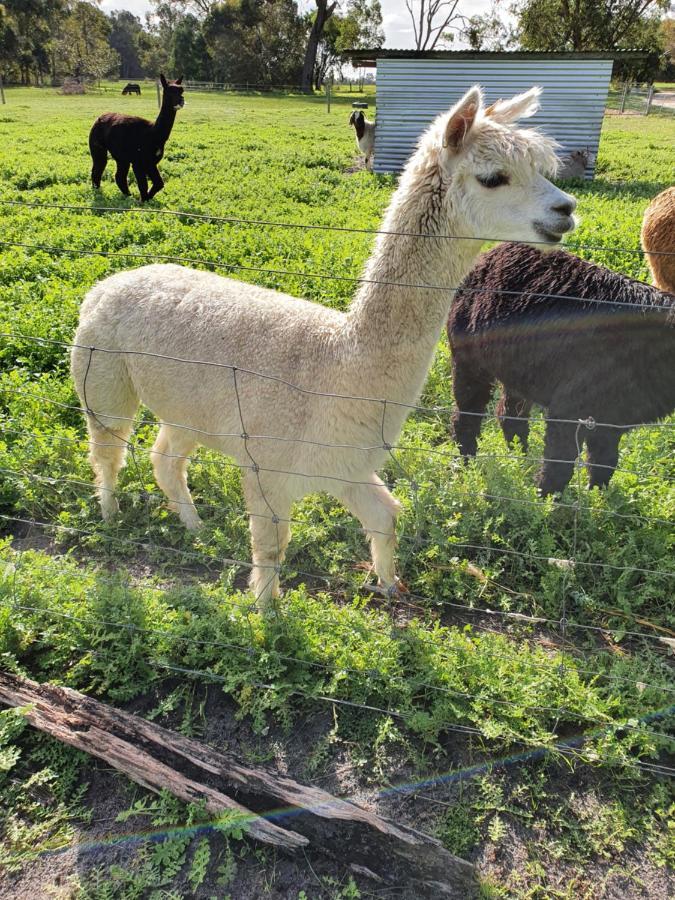 Kerriley Park Farmstay Yelverton Bagian luar foto