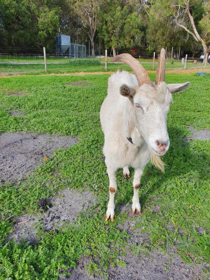 Kerriley Park Farmstay Yelverton Bagian luar foto