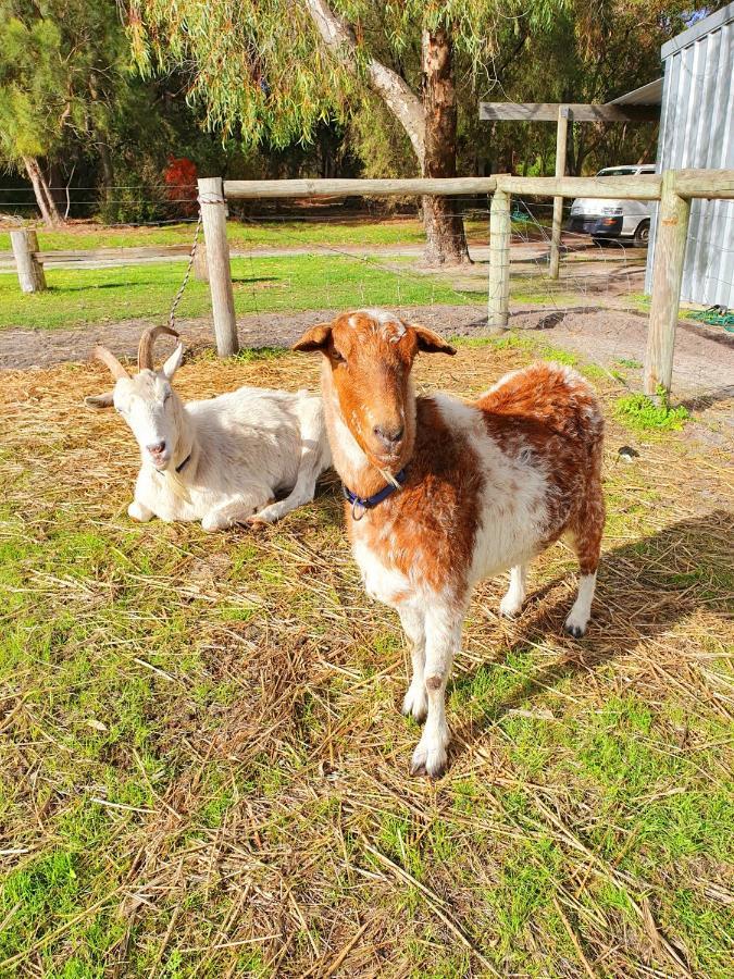Kerriley Park Farmstay Yelverton Bagian luar foto