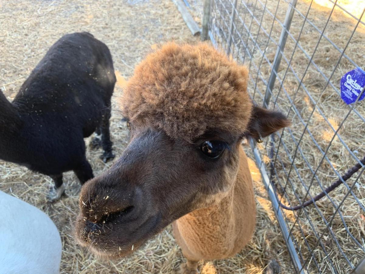 Kerriley Park Farmstay Yelverton Bagian luar foto