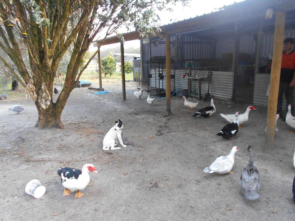 Kerriley Park Farmstay Yelverton Bagian luar foto