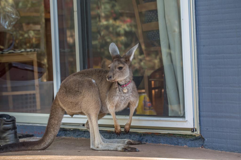 Kerriley Park Farmstay Yelverton Bagian luar foto