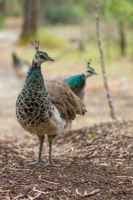 Kerriley Park Farmstay Yelverton Bagian luar foto