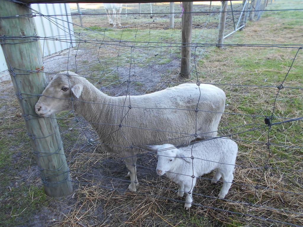Kerriley Park Farmstay Yelverton Bagian luar foto
