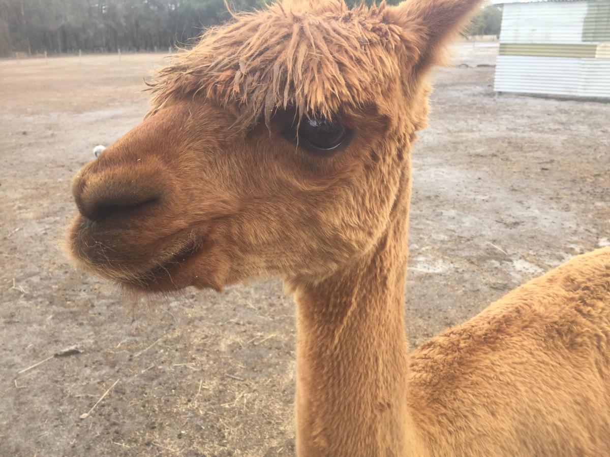 Kerriley Park Farmstay Yelverton Bagian luar foto