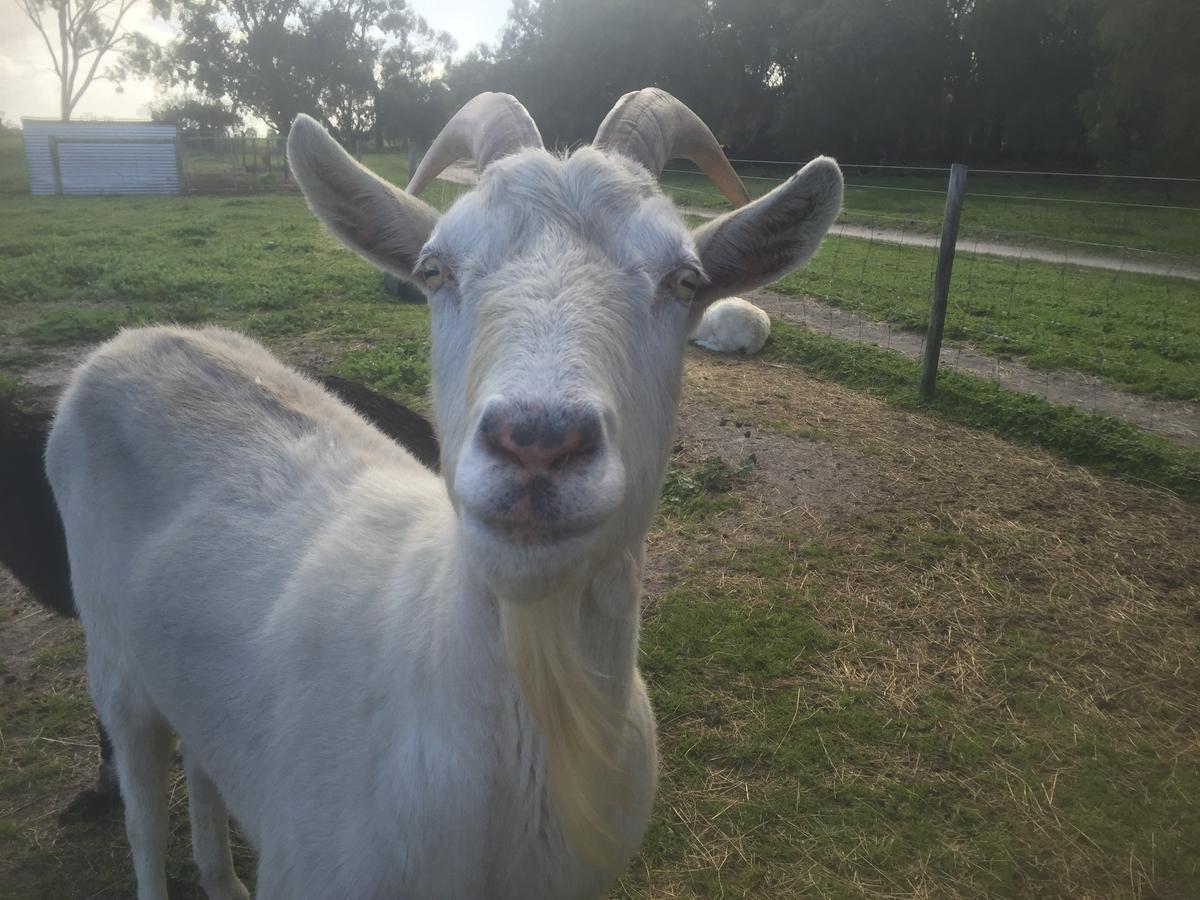 Kerriley Park Farmstay Yelverton Bagian luar foto