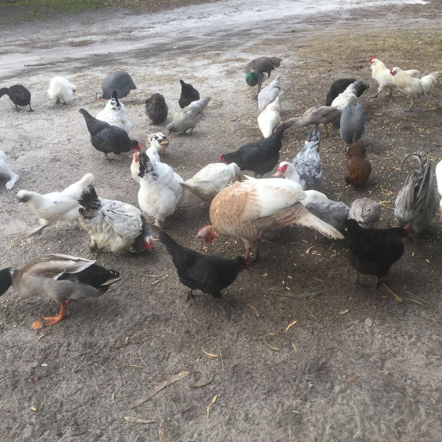 Kerriley Park Farmstay Yelverton Bagian luar foto